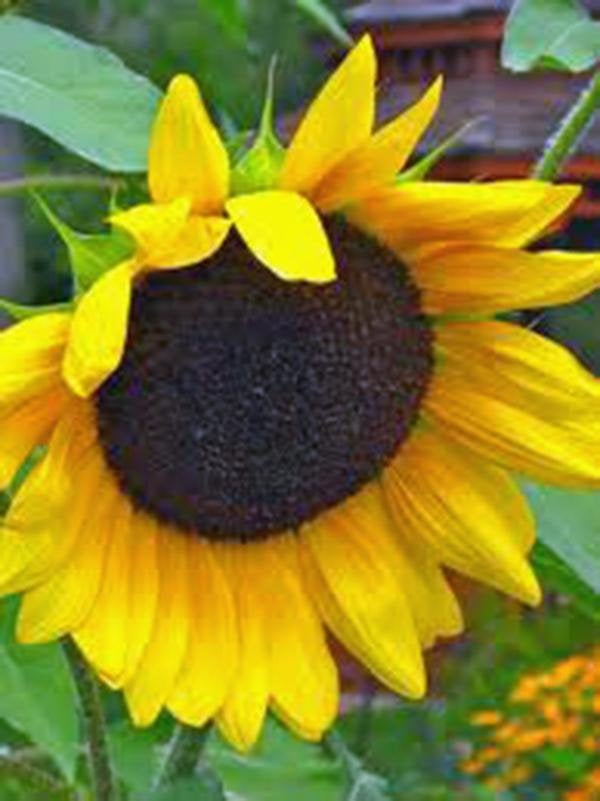 Golden Sunflower Seeds Organic Heirloom, The Classic Sunflower
