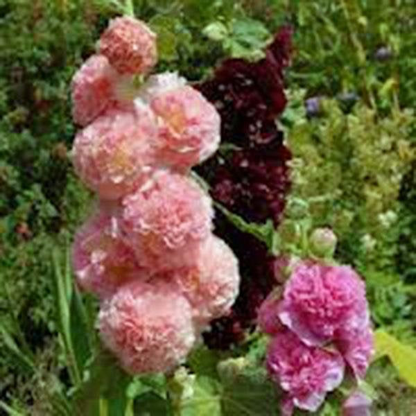 Hollyhock, Pink, Red & Yellow Seeds Organic Heirloom,beautiful Tall Clusters