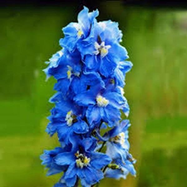 Larkspur, Giant Imperial Seeds Organic Newly Harvested, A Great Cut Flower