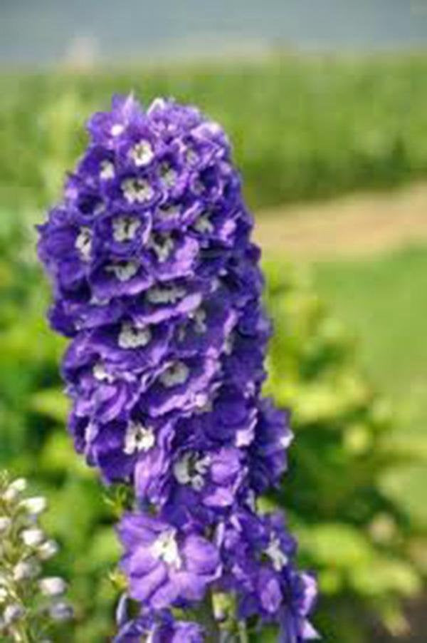 Larkspur, Giant Imperial Seeds Organic Newly Harvested, A Great Cut Flower