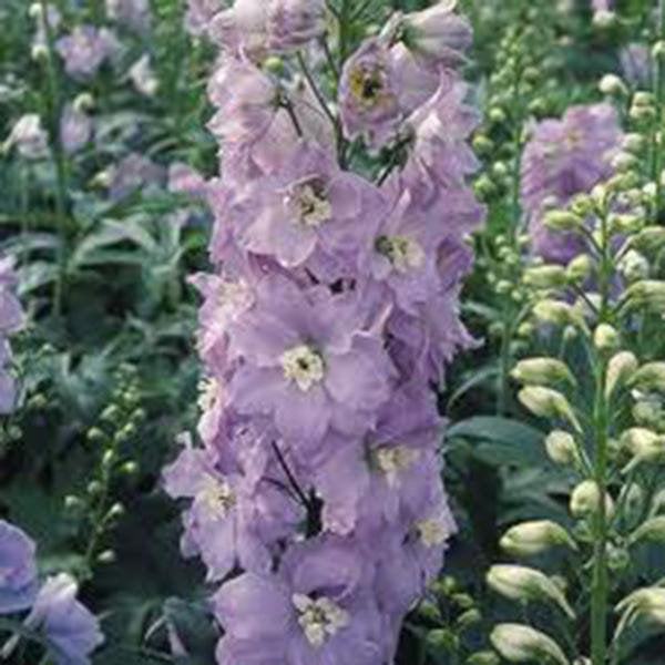 Larkspur, Giant Imperial Seeds Organic Newly Harvested, A Great Cut Flower