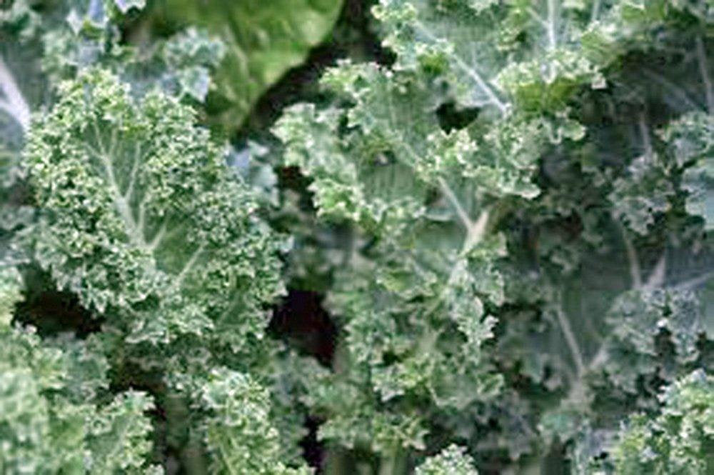 Kale, Dwarf Siberian, Organic  Seeds, Non-gmo, Great For Salads, Stir Fry