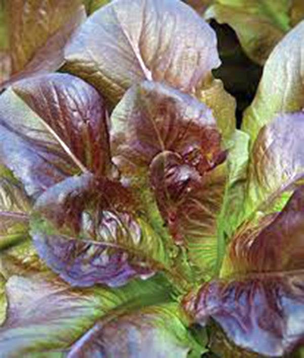 Lettuce, Red Romaine,, Heirloom, Organic Non-gmo Seeds, Crisp, Dark Leaves