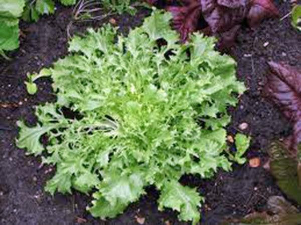 Lettuce, Endive Broadleaf Batavian, Heirloom, Organic Non-gmo Seeds, Tasty Lettuce