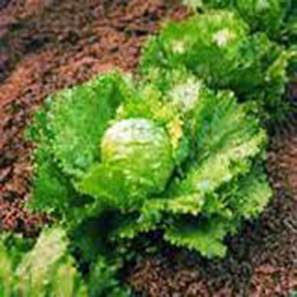 Lettuce, Iceberg, Large Head, Heirloom, Organic Non-gmo Seeds, Sweet Crisp Lettuce