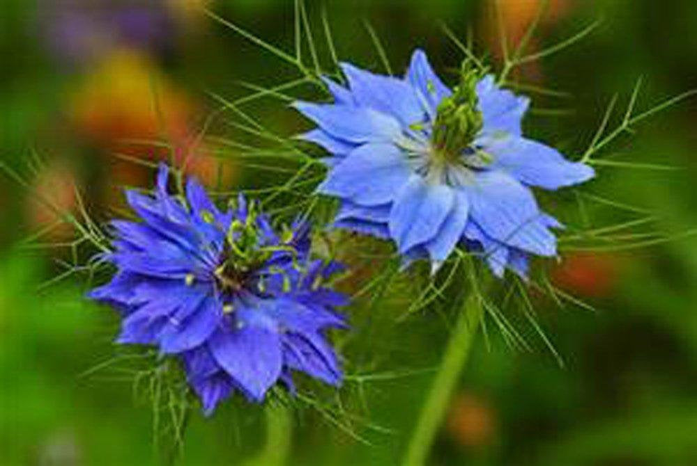 Love In A Mist Seeds , Flower Seeds ,  Beautiful Blue Flower