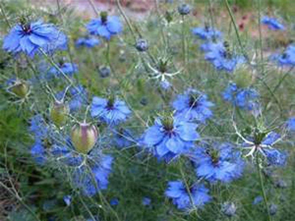 Love In A Mist Seeds , Flower Seeds ,  Beautiful Blue Flower