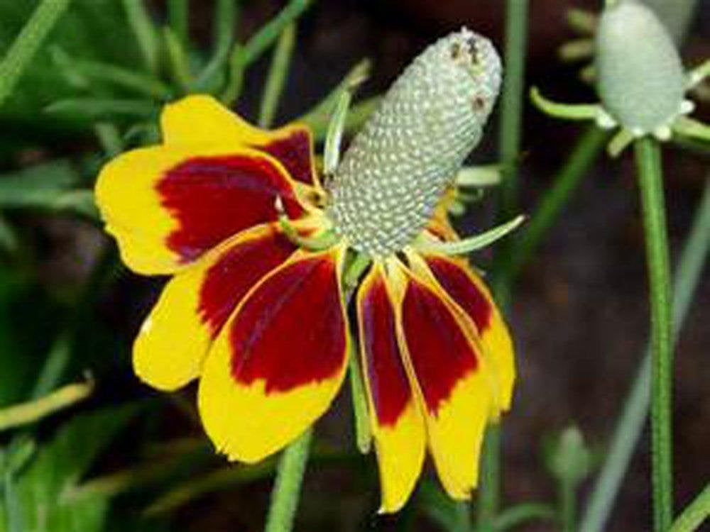 Mexican Hat, YELLOW Mexican Hat Flower Seed, Organic, seeds per package.