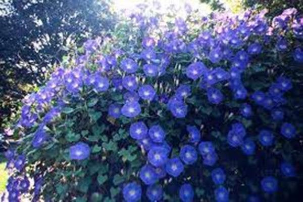 Morning Glory, Heavenly Blue, Seeds Organic, Beautiful Blue Season Long Blooms