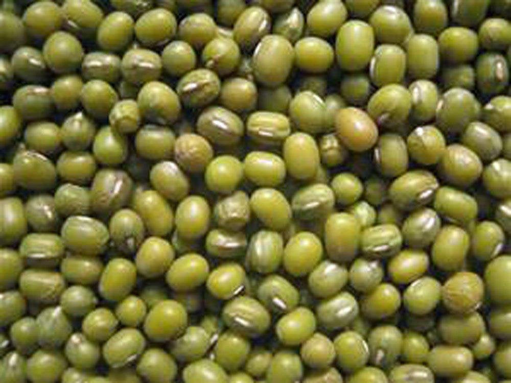 Mung Bean, Microgreen, Sprouting, Organic Seed, NON GMO - Country Creek LLC Brand - High Sprout Germination- Edible Seeds, Gardening, Hydrop