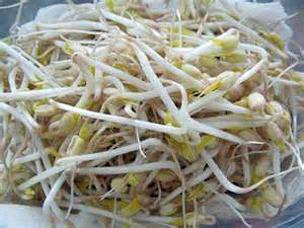 Mung Bean, Microgreen, Sprouting, Organic Seed, NON GMO - Country Creek LLC Brand - High Sprout Germination- Edible Seeds, Gardening, Hydrop