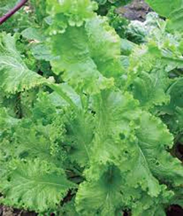 Mustard Greens, Southern Giant, Heirloom, Organic Non-gmo  Seeds, Great For Salads