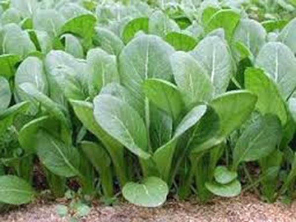 Mustard Greens, Tendergreen, Heirloom, Organic Non-gmo Seeds, Great For Salads