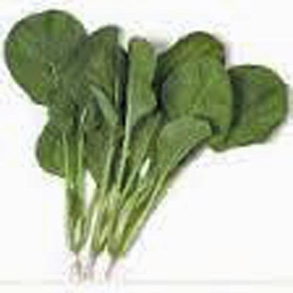 Mustard Greens, Tendergreen, Heirloom, Organic Non-gmo Seeds, Great For Salads