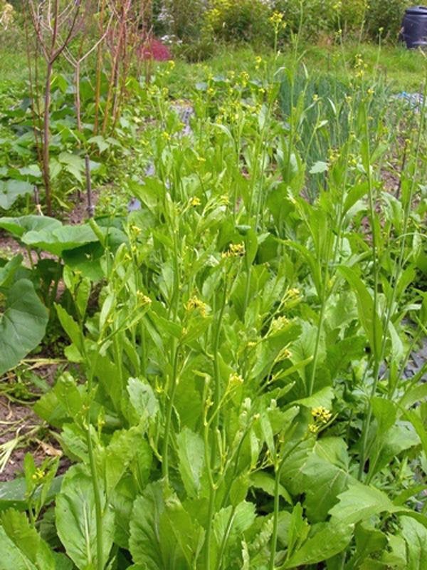 Mustard Greens, Old Fashioned, Heirloom, Organic Non -gmo Seeds, Great For Salads