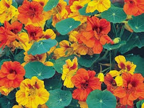 Nasturtium Seeds, Dwarf Jewel, Seeds Organic Newly Harvested