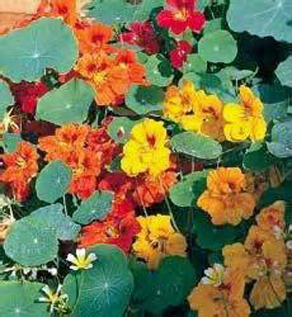 Nasturtium Seeds ,  Double Gleem Mix , Seeds Organic, Bright Colorful Blooms