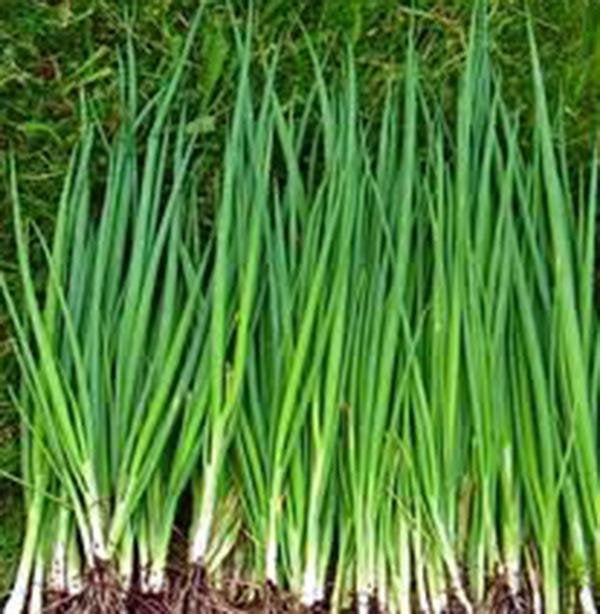 Onion Seed , Tokoyo Long White, Heirloom, Organic Non-gmoseeds, Great In Salads& Cooking