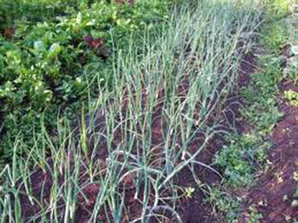 Onion Seed , Tokoyo Long White, Heirloom, Organic Non-gmoseeds, Great In Salads& Cooking
