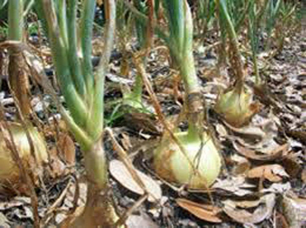 Onion Seeds , Texas Early Grano onion seeds, Heirloom, NON GMO Organic Seeds, Short Day, Vidiala Type