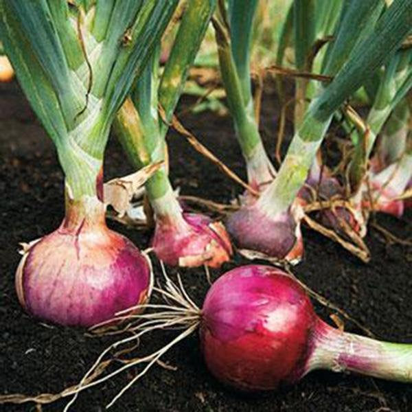 Onion Seeds, Red Burgandy, Heirloom, Organic Non-gmo Seeds, Red Sweet, Great For Cooking