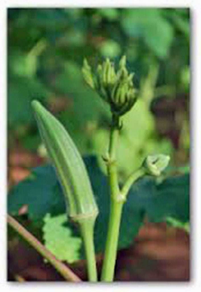 Okra Seed, Perkins Long Pod, Heirloom, Organic, NON GMO Seeds, Okra Seeds