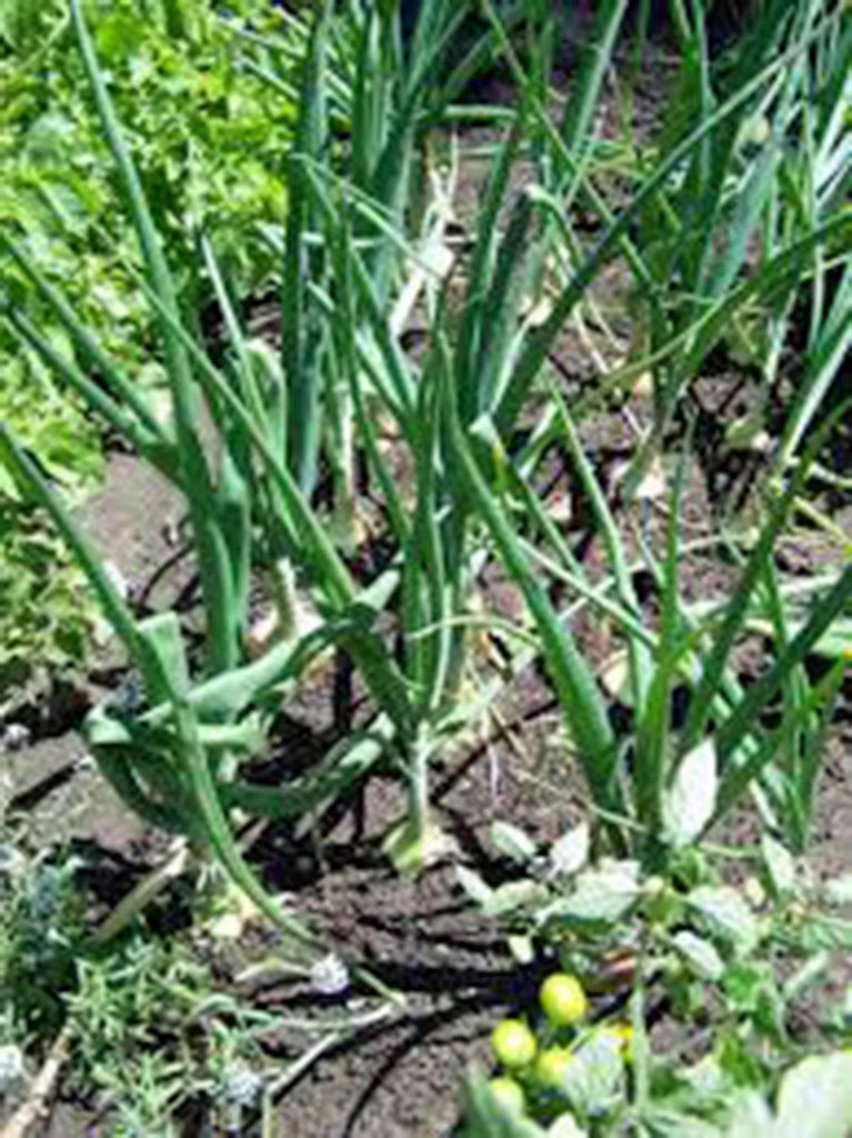 Onion, Yellow Spanish onion seeds, Heirloom, Organic , NON- GMO, One of the most popular for gardeners, this jumbo-sized onion is mild with