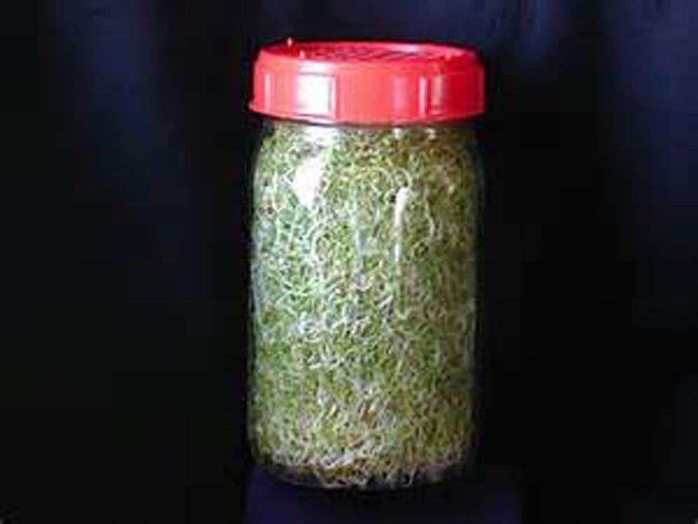 Organic, Non-GMO Broccoli Seeds For Sprouting Sprouts Microgreens Country Creek LLC. Brand.