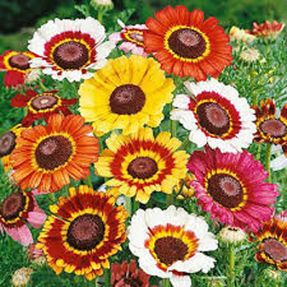 Painted Daisy Seeds, Flower Seeds ,  Beautiful Mulit Colored Blooms.