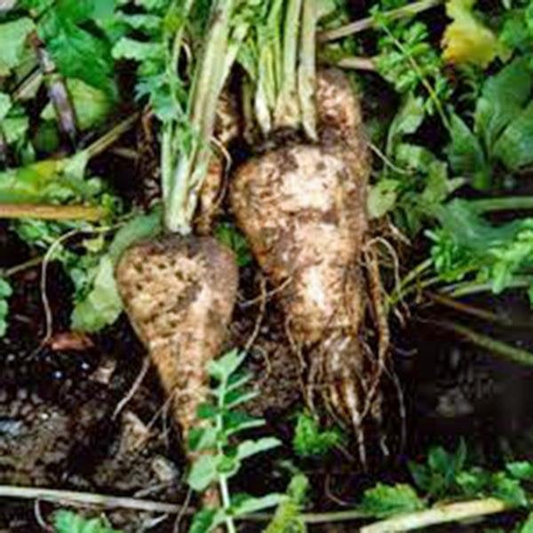 Parsnip, Harris Model, Heirloom, Organic Seeds, A Healthy Tasty Root Veggie
