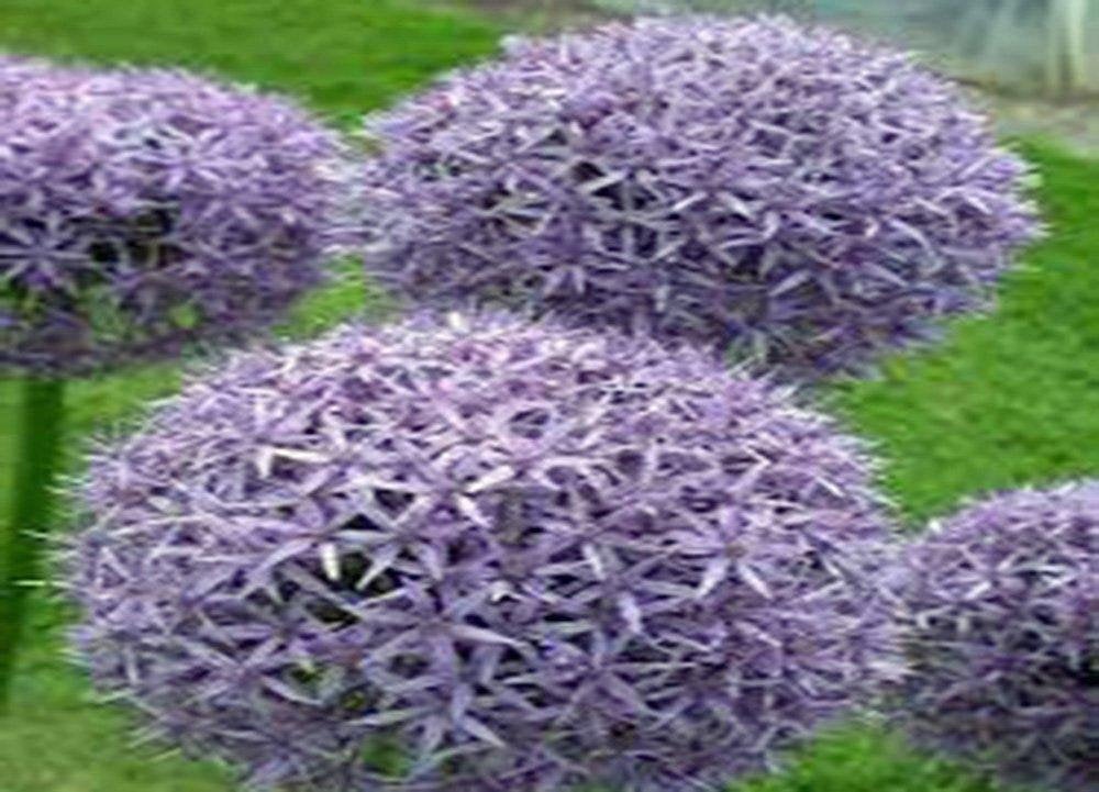Allium,  Purple Sensation Allium Flower bulbs,