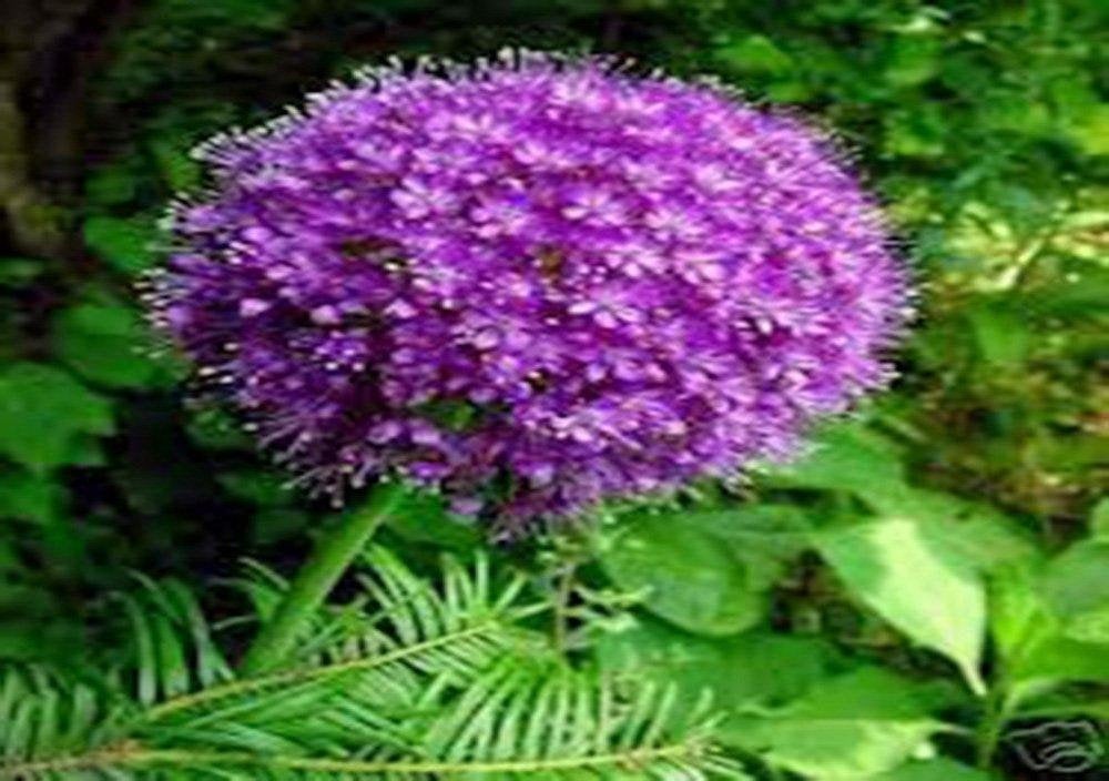 Allium,  Purple Sensation Allium Flower bulbs,