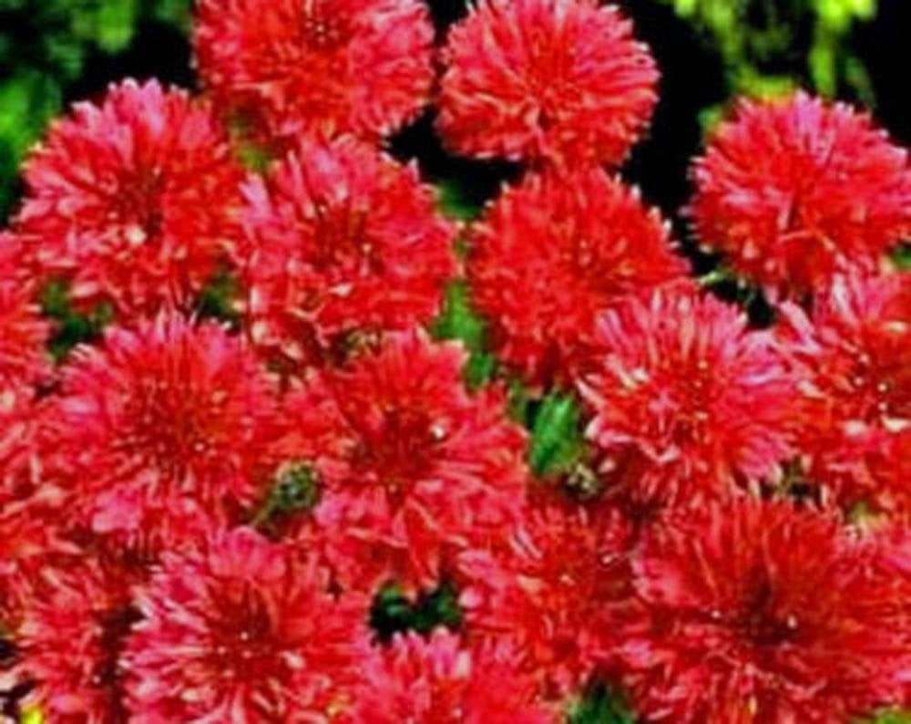 Bachelor Button, Tall Red Seeds, Organic Seeds, Beautiful Bright Blooms,