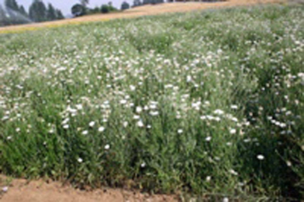 Bachelor Button Seeds, Tall White Seeds, Organic, seeds, Beautiful White colored Blooms.
