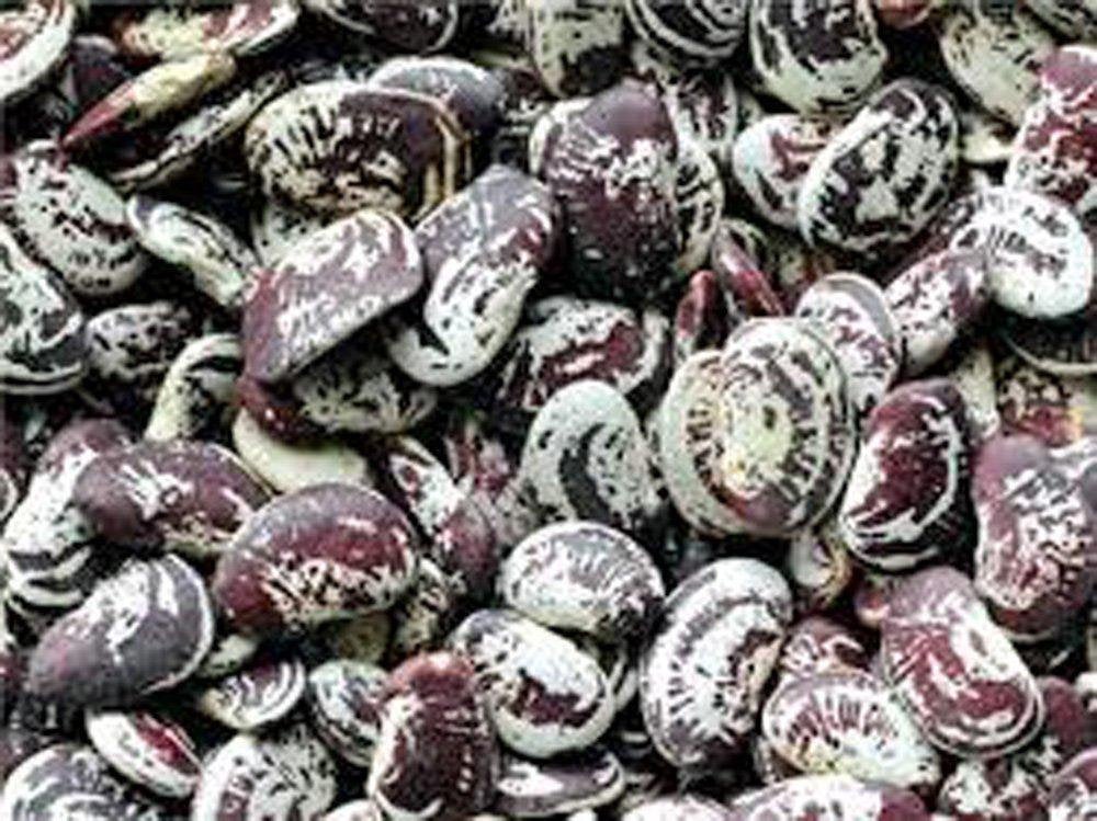 Bean Seeds, Christmas, Lima, Heirloom, Organic,  Seeds, Buttery Decorative Beans
