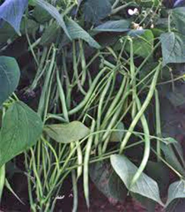 Bean, Commodore Bush, Heirloom, Organic, Non Gmo Seeds, Great Tasting Fresh Or Cooked