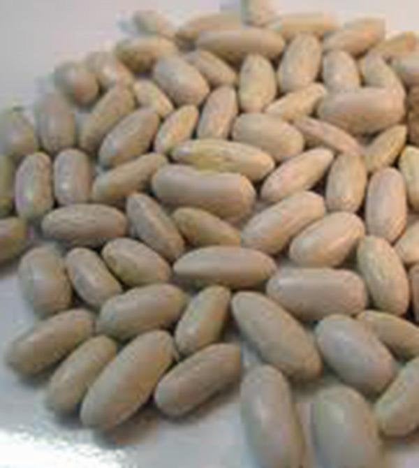 Bean, Slenderette Bush, Heirloom, Organic, Non Gmo Seeds, Great Tasting And Healthy