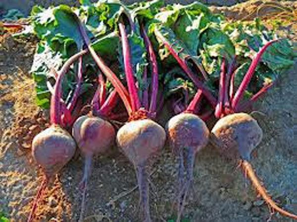 Beets, Early Wonder, Heirloom, Organic, Non Gmo Seeds, Fast Growing And Tasty Beet