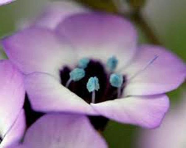 Bird&#39;s Eye Gilia Tricolor Seeds Organic, Beautiful Delicate Lavender Blooms