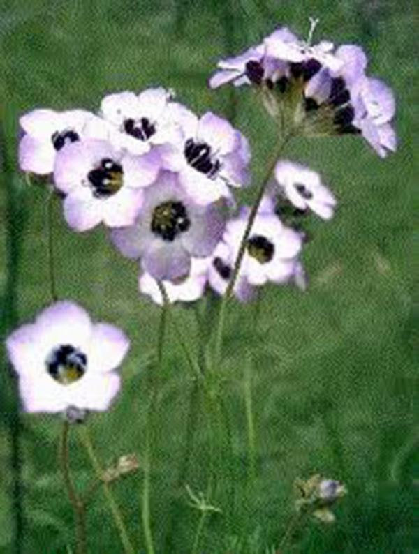 birds eye flower seeds Bird's Eye Gilia Tricolor Seeds Organic, Beautiful Delicate Lavender Blooms