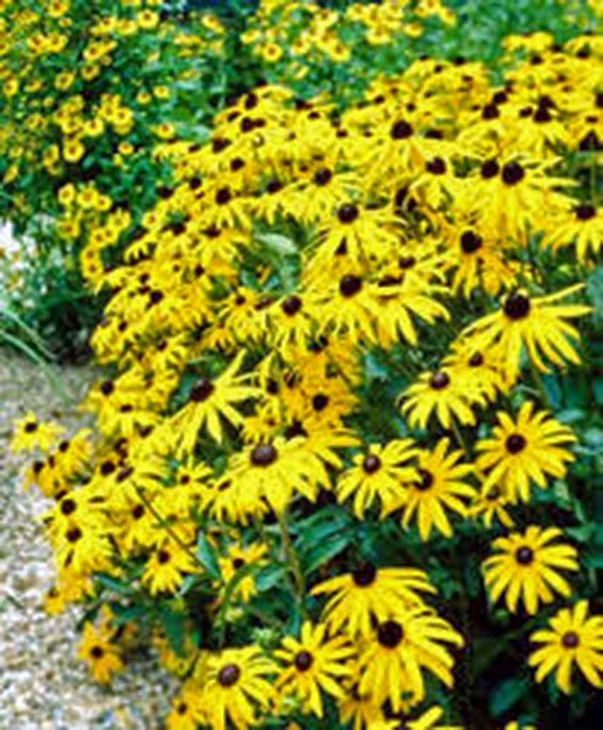 Black Eyed Susan Seeds Organic, Beautiful Vivid Bright Colorful Flowers