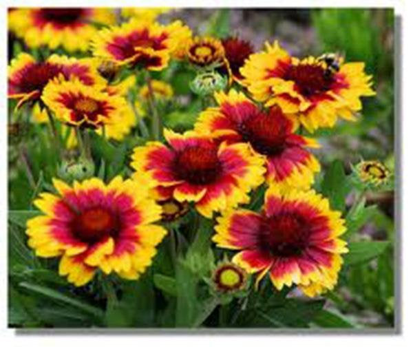 garden seeds arizona Blanket Flower, Arizona Sun Seeds Organic, Beautiful Bright Large Bloo