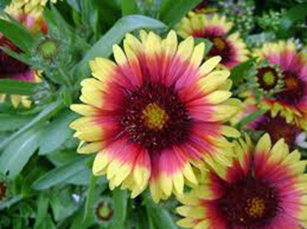 Blanket Flower, Arizona Sun Seeds Organic, Beautiful Bright Large Blooms