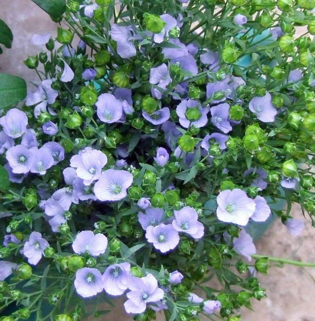 Blue Flax Seed,  Flower Seeds, Organic, Beautiful Striking Blue Flax Flowers