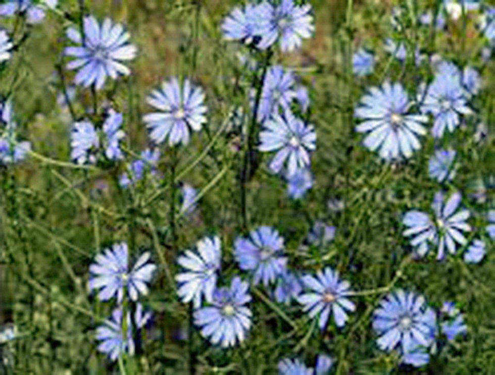 Bluest Blue Chicory Seeds Organic, Beautiful Blue Cut Flower