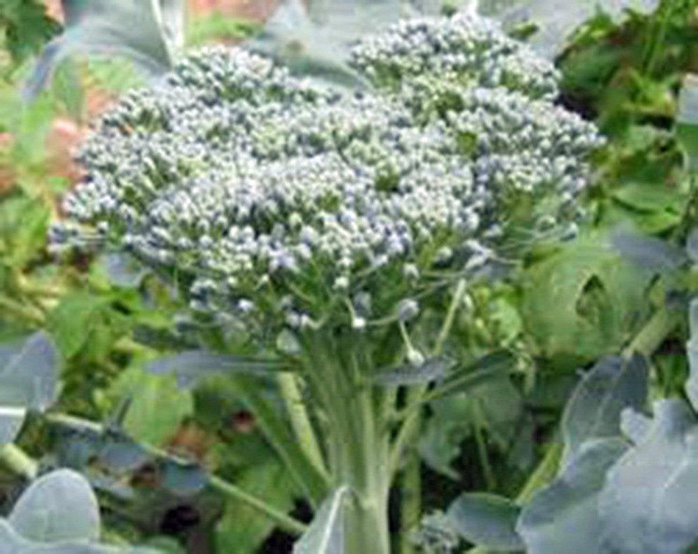 Broccoli Seed, Green Sprouting Calabrese, Heirloom, Organic, NON GMO Seeds, a Garden Delight, Broccoli Seeds