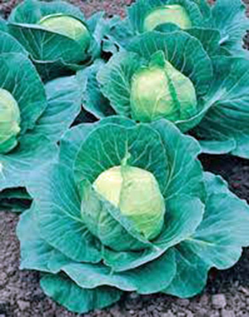Cabbage Seed, Golden Acre, Heirloom, Organic, NON GMO Seeds, Tasty Healthy Veggie