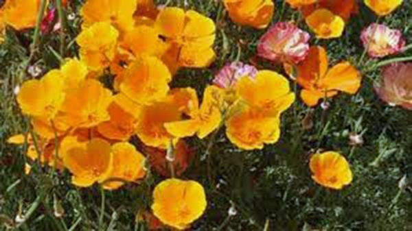 California Poppy Seeds Organic Newly Harvested