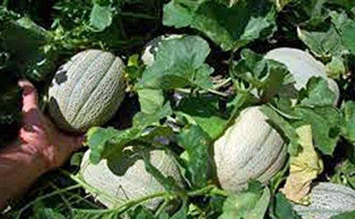 Cantaloupe Seed, Hales Best Jumbo, Heirloom, Organic, Non Gmo,seeds, Melon