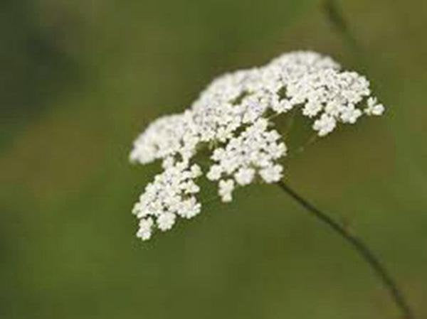 Carraway, Herb Seeds Organic, Can Use Seeds, Plant And Roots On This Herb